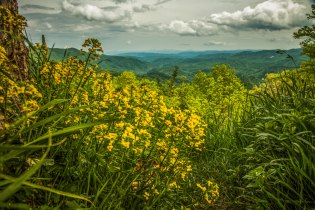 Wildflowers alongside the Blue Ridge Parkway, from a couple of weeks ago near Boone, NC.