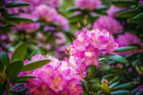 Rhododendrons and a buzzing bee in Highlands NC, mid May 2016.