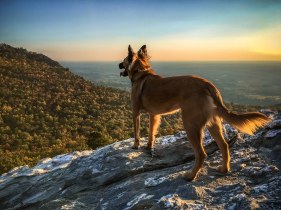 Chompy loves to hike and she knows that the best smells are at the top! From Hanging Rock State Park, late October 2016.