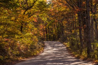 Linville Gorge fall colors from mid-October 2016, along old NC Hwy 105. Sunlit leaves shine vibrant colors all the way to the ground.