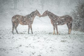 Horses rub noses while taking a break from playing during the heavy snow in Boone. 2016.