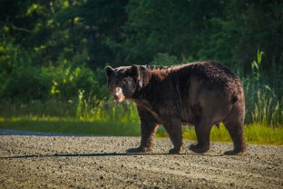 Early morning as a wild NC Black Bear crosses the road, while looking over to acknowledge my presence. From a couple days ago at the Alligator River National Wildlife Refuge. 2016
