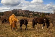 The wild ponies of Grayson Highlands play with each other as the mother eats, at Grayson Highlands State Park, April 2017