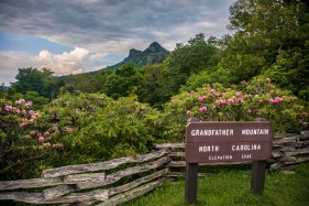 Rhododendrons, Grandfather Mountain, and a growing storm in the distance